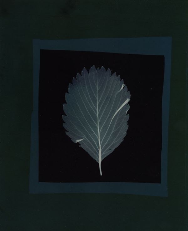 Nino Migliori (1926) Da Herbarium, 1974