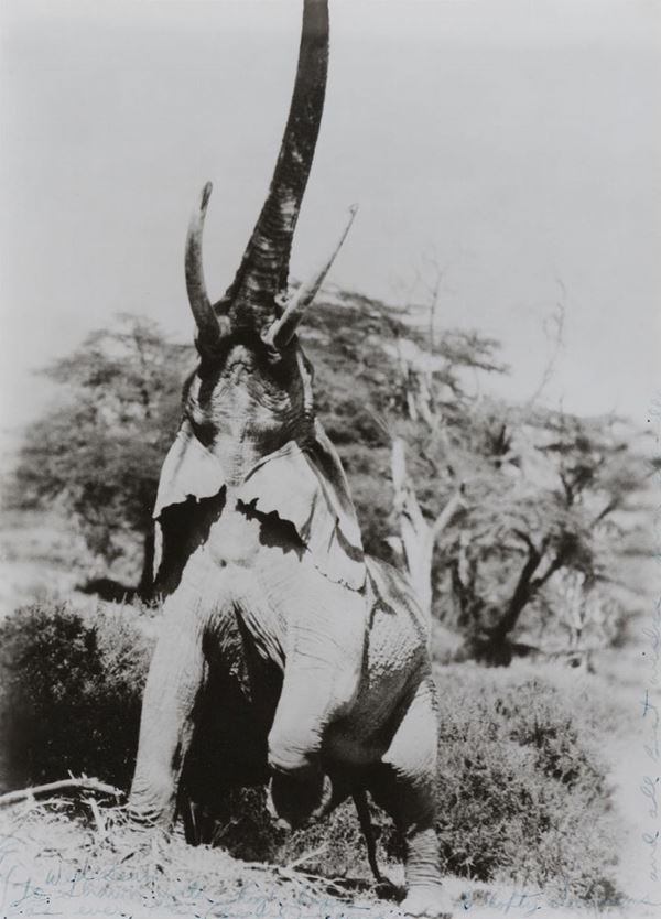 Peter Beard (1938) Elephant reaching for the last branch on a tree, Kenya, 1965, stampata nel 1983