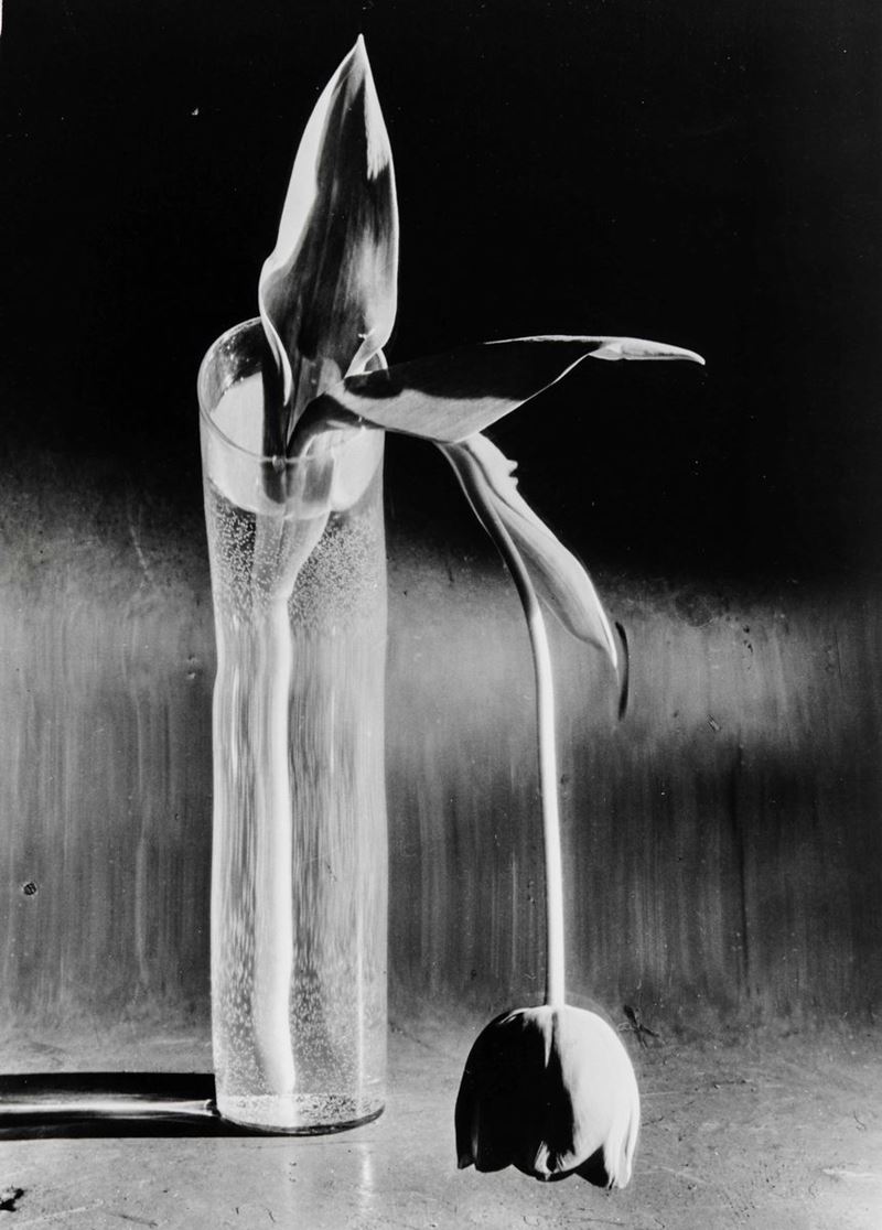 André Kertész (1894-1985)<br>Tulipano malinconico”, New York, 1939  - Asta Fotografia - Cambi Casa d'Aste