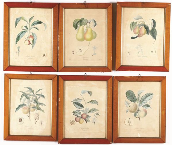 Giraud, Bouchet e altri autori Sei stampe litografiche a colori di soggetto botanico..Paris, Metà secolo XIX. Entro cornice.