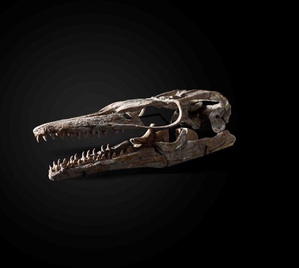 Cranio di Halisauro. Periodo Santoniano -Maastrichtiano, Cretacico superiore. Regione di Khouribga,  [..]