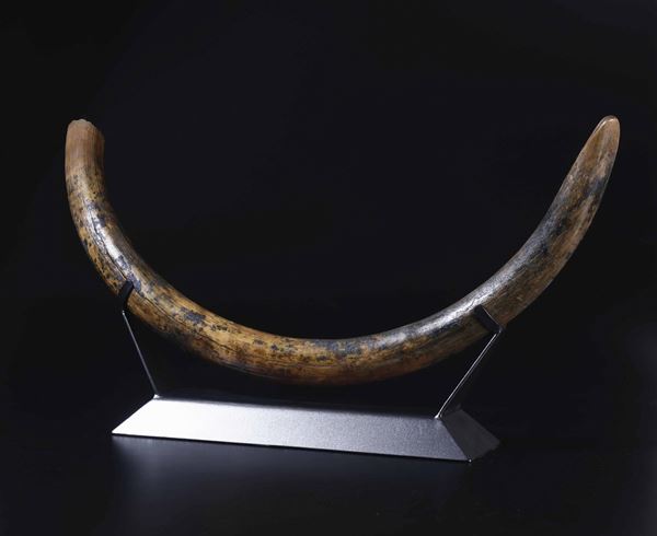 Zanna di mammouth su base in metallo
