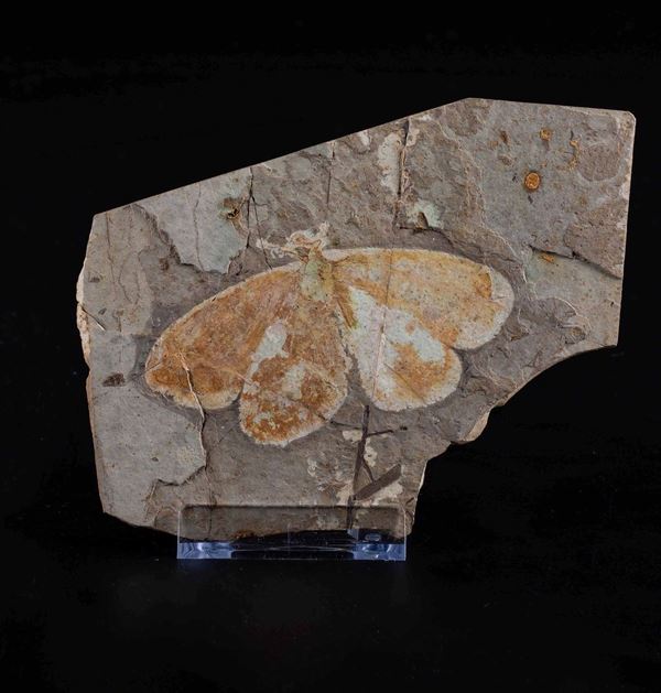 Rara farfalla fossile