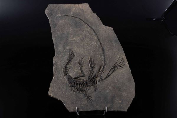 Fossile di Claudiosaurus