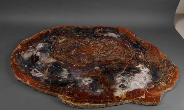 Grande lastra di legno fossile