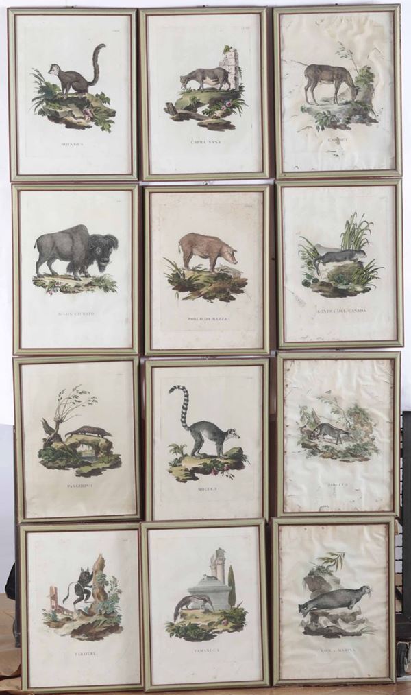 Diciotto stampe in cornice raffiguranti animali