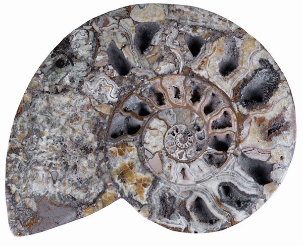 Ammonite gigante