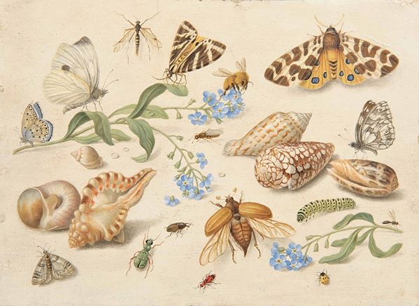 Jan Van Kessel (Anversa 1626-1679), nei modi di Conchiglie, insetti e farfalle