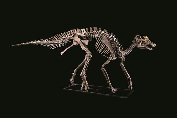 Hypacrosaurus sp.