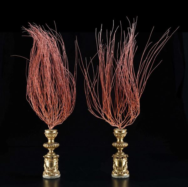 Flame-shaped Gorgoniae