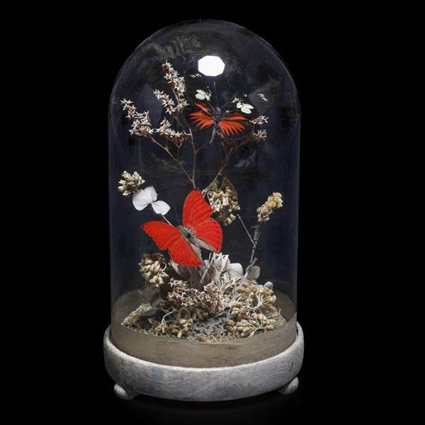 Diorama with butterflies within a glass case