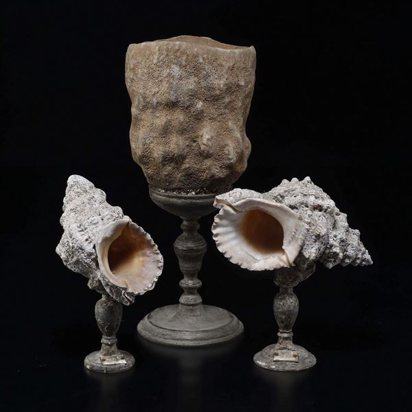 Two Tutufa shells and a Neptune's cup sponge